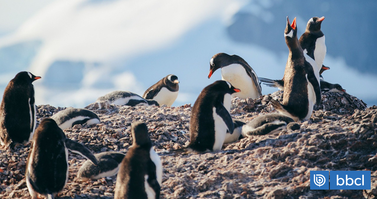 Antarctic penguins report death from bird flu for first time: virus threatens their habitat