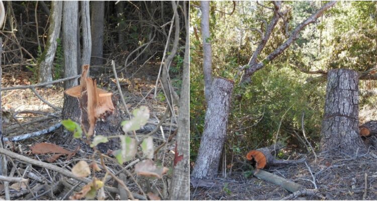 Tala de bosque nativo en Parque Nonguén