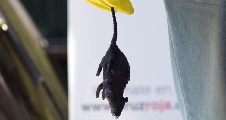 Imagen de roedor por alta tasa de incidencia de Hanta en Los Ríos