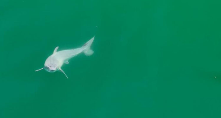Captan primer registro de un tiburón blanco recién nacido y mide 1,5 metros: ¿por qué es importante?
