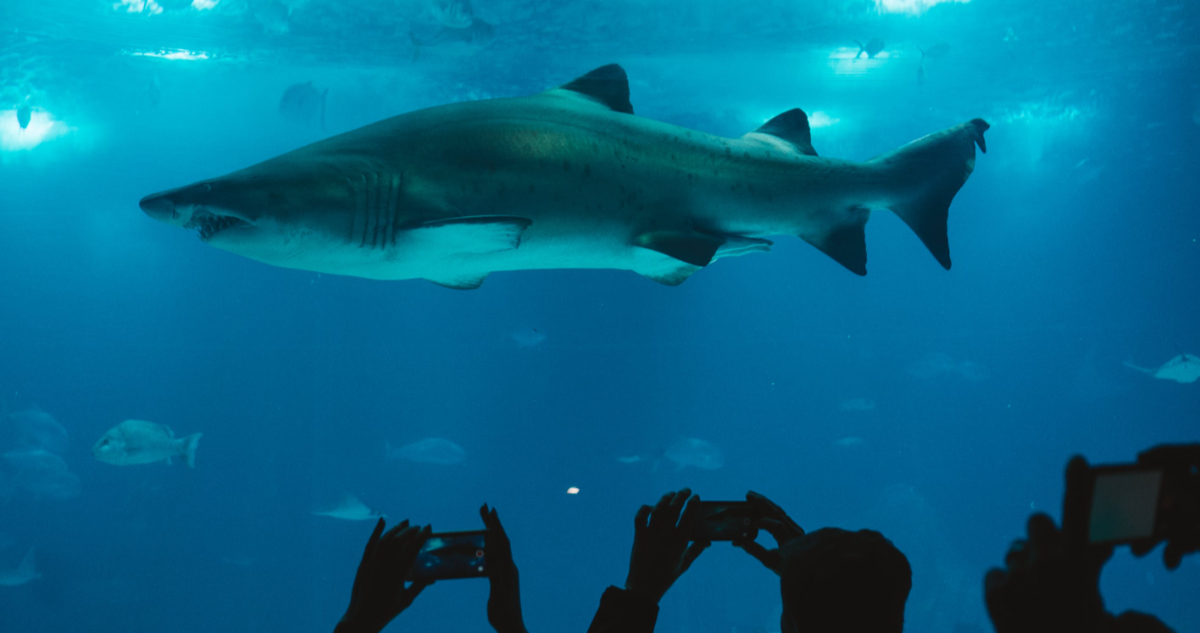 Nurevo reporte advierte que 80 millones de tiburones mueren al año debido a la caza furtiva