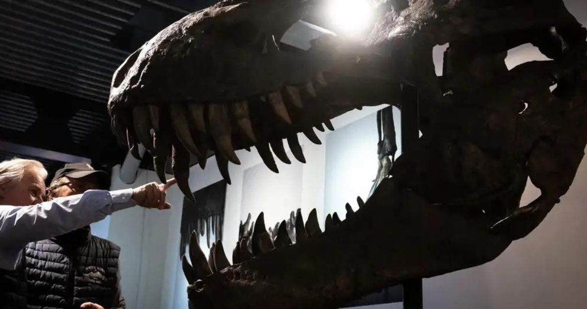 Fósiles que por años fueron considerados de Tiranosaurio rex corresponden a otro dinosaurio