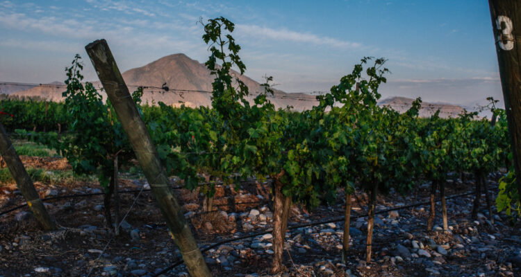 Viña de Isla de Maipo es reconocida por tener el mejor vino tinto y Cabernet Sauvignon de Chile