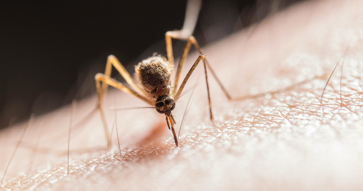 Estudio científico demostró que el virus Zika podría tratar algunos tipos de cáncer
