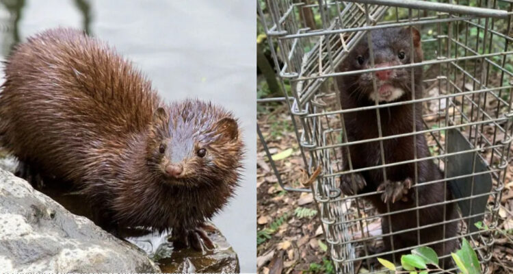 Visón americano, la especie invasora que está enfermando a la fauna silvestre del sur de Chile