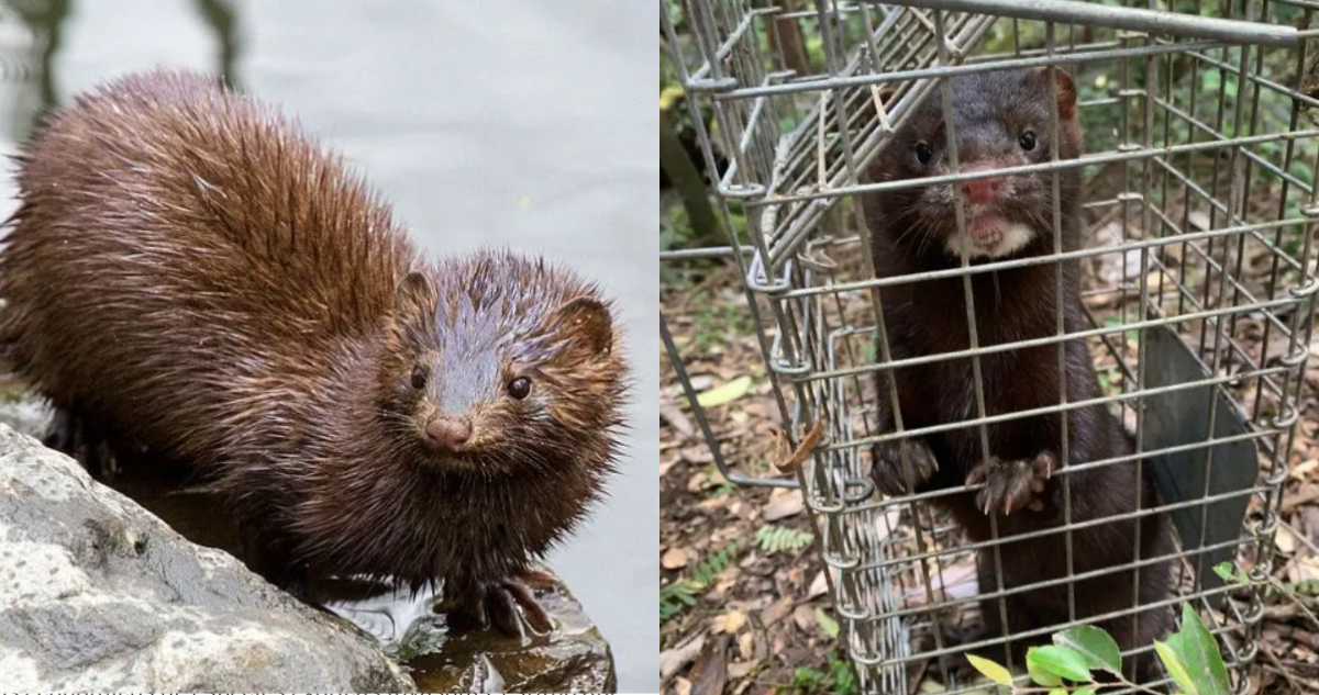 Visón americano, la especie invasora que está enfermando a la fauna silvestre del sur de Chile