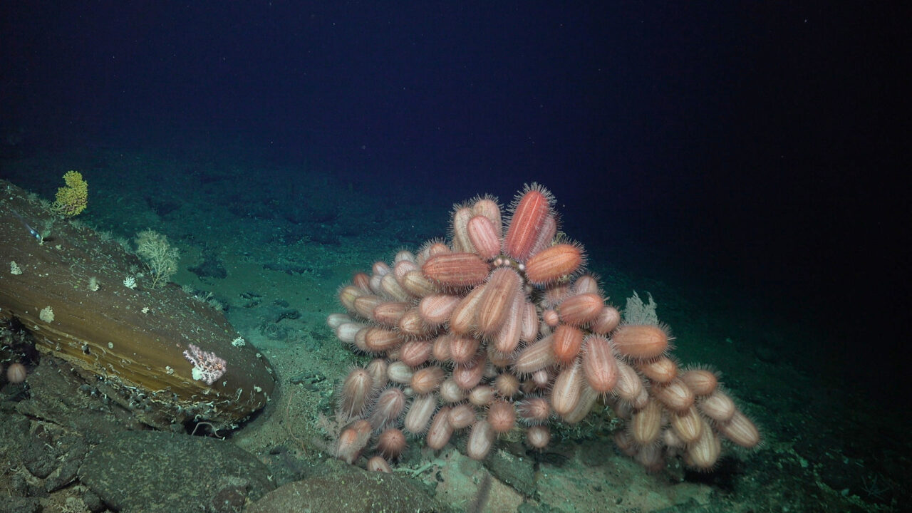 Erizos oblongos Dermechinus, otra especie descubierta frente a las costas de Chile.