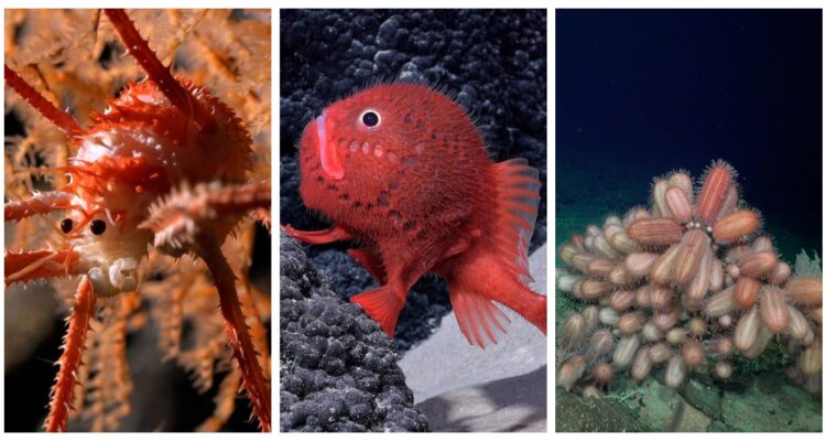 Algunas del centenar de nuevas especies descubiertas frente a las costas de Chile.