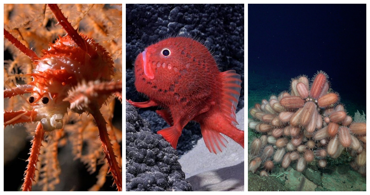 Algunas del centenar de nuevas especies descubiertas frente a las costas de Chile.