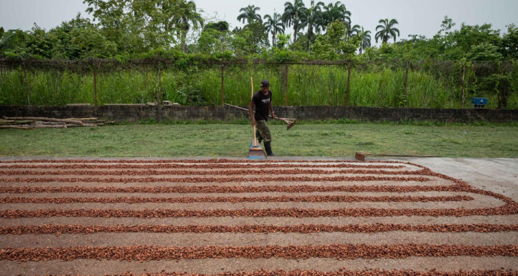 Un agricultor extiende semillas durante el secado del cacao hoy, en una finca de Tacarigua, estado Miranda (Venezuela)