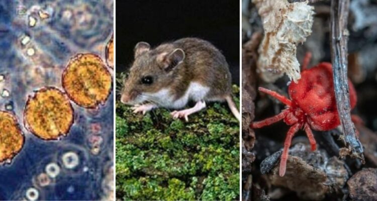 Triple amenaza en Magallanes: Seremi advierte sobre marea roja, hanta virus y tifus de los matorrales