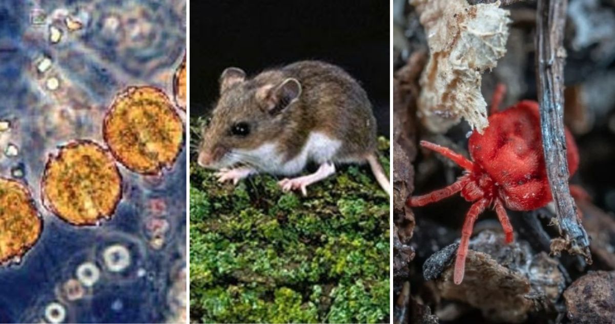 Triple amenaza en Magallanes: Seremi advierte sobre marea roja, hanta virus y tifus de los matorrales