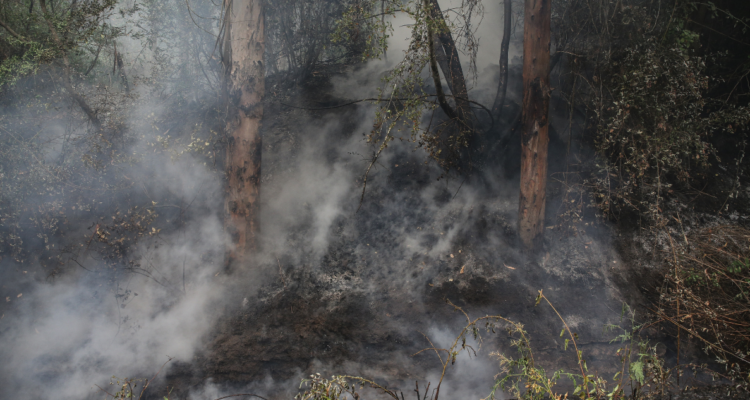 Alerta Roja por incendio forestal en Hualqui