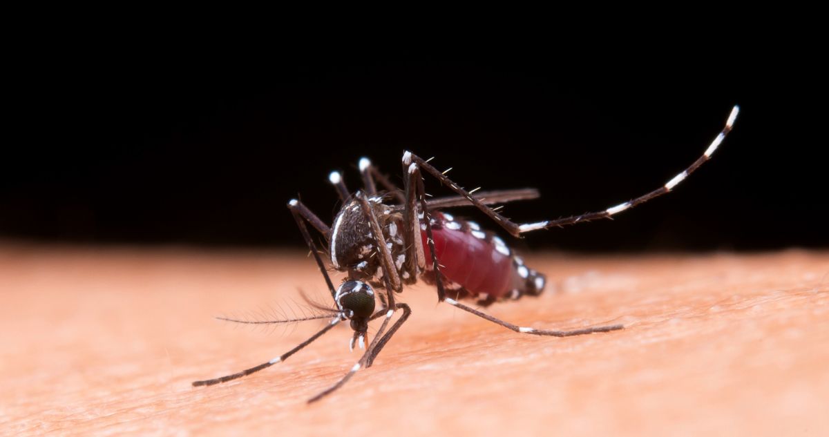 La desconocida Alerta Sanitaria en 7 regiones de Chile, por mosquitos que pueden contagiar Fiebre Amarilla, Dengue, Chikungunya, Zika y Malaria.