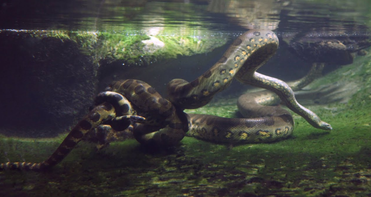 La anaconda verde del norte fue encontrada durante el rodaje de la serie de Disney+ Pole to Pole de National Geographic con Will Smith.