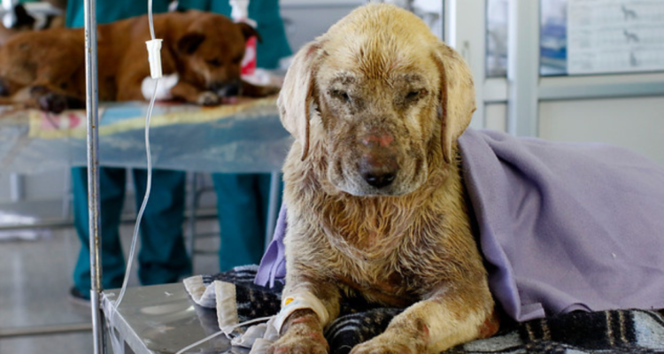 Animales en incendios