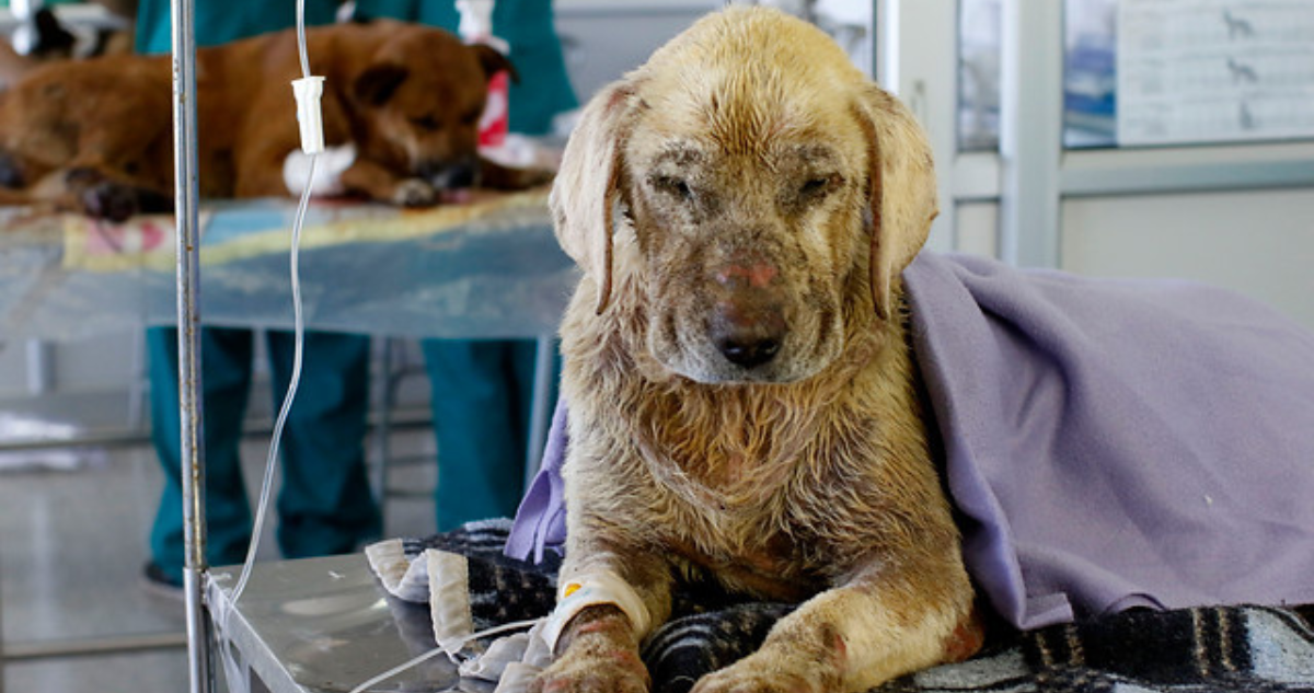 Animales en incendios