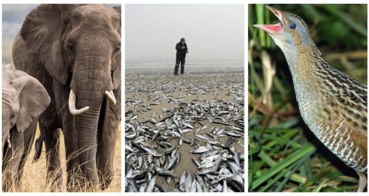 La disminución rápida de especies animales migratorias y el creciente riesgo de extinción a nivel global causan alarma para el futuro.