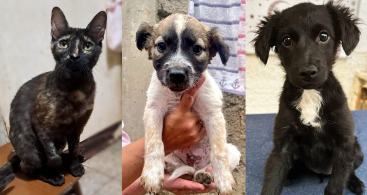 Animalitos rescatados de incendios en Valparaíso buscan hogar: invitan a jornada de adopción