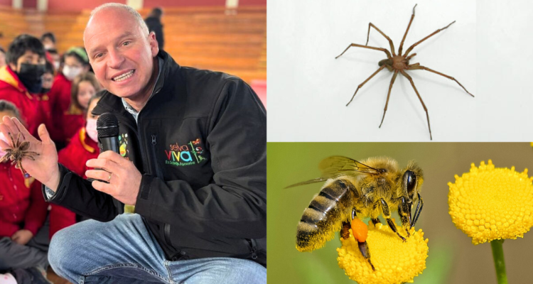 Aprende a identificarlos: Alfredo Ugarte detalla los insectos y arácnidos más peligrosos en Chile