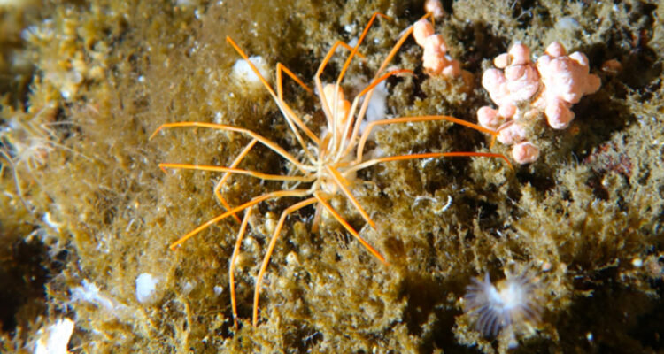 Científicos descubren cómo se reproducen las arañas marinas gigantes de la Antártica: “Tuvimos suerte”