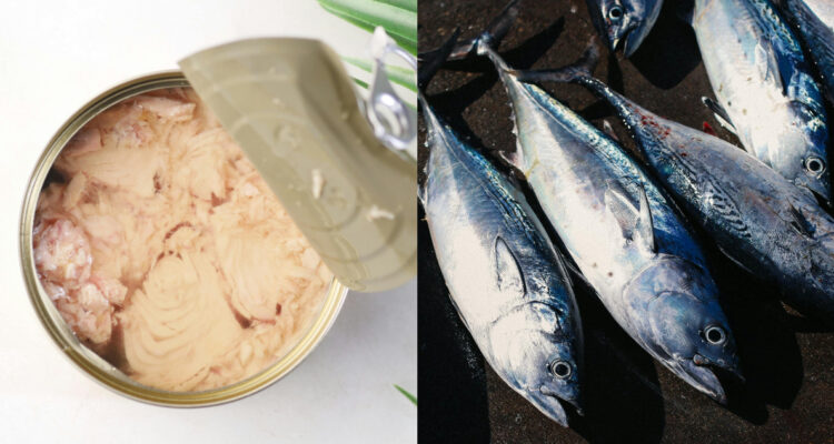 Expertos advierten que los niveles de mercurio en el atún no han disminuido en más de 50 años