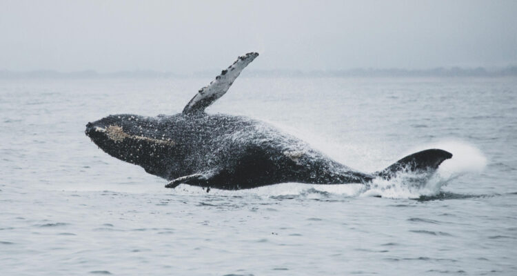Resuelven el misterio de cómo es que las ballenas pueden “cantar” debajo del agua