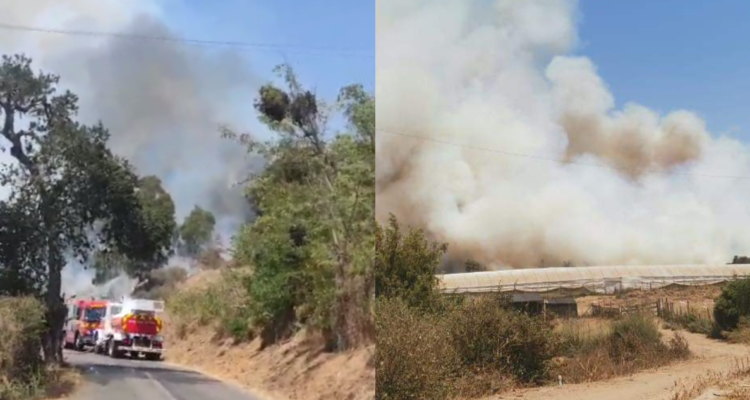 Declaran Alerta Roja para Papudo por incendio forestal de rápido avance