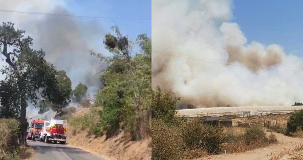 Declaran Alerta Roja para Papudo por incendio forestal de rápido avance