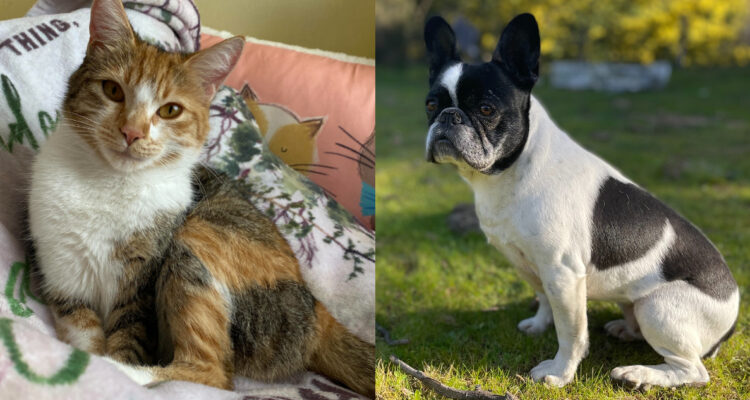 Centro Veterinario Municipal de Concepción: los requisitos para acceder a beneficios para mascotas