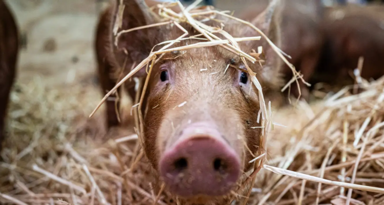 Uno de los primeros objetivos del proyecto de la japonesa PorMedTec es realizar trasplantes de órganos de cerdos a humanos en 2025.