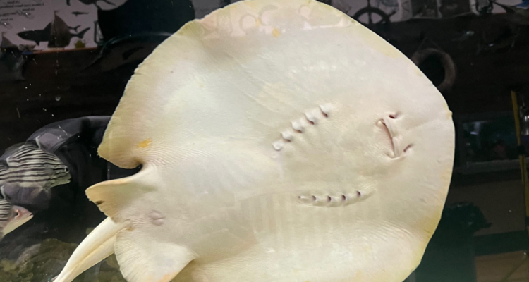 Charlotte, la raya misteriosamente embarazada.