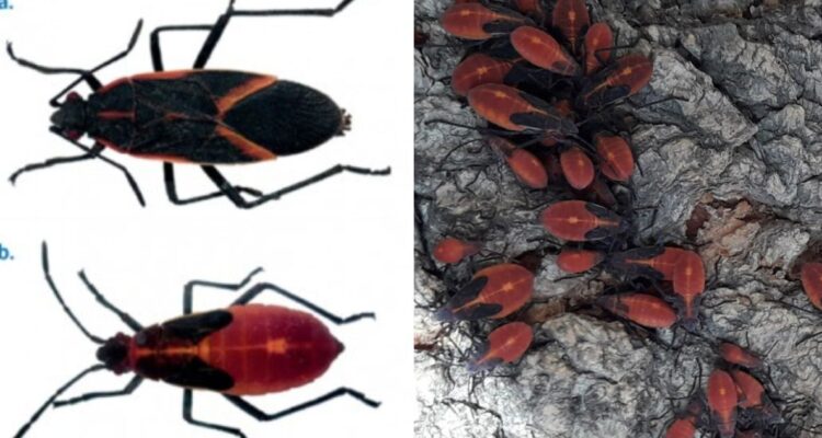 Qué es el chinche o chinches de arce, el insecto que no es plaga. Cómo identificarlo y combatirlo.