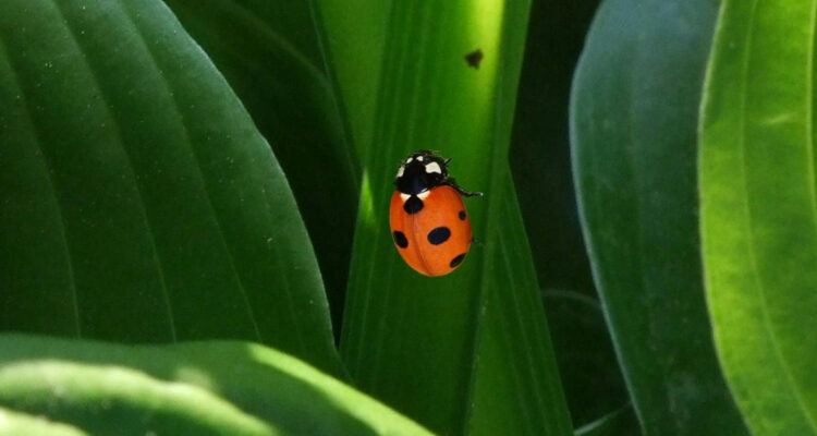 Cómo las ‘chinitas’ pueden llegar a reemplazar a los pesticidas y proteger los cultivos
