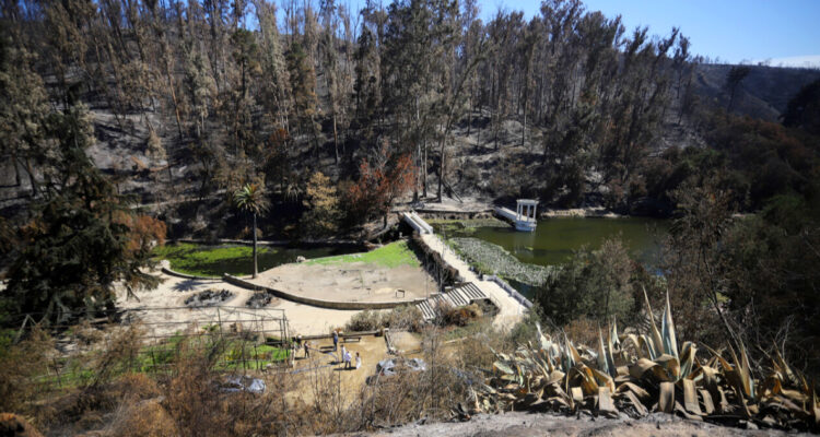 Cifran en más de 4 mil las hectáreas de bosque nativo afectadas por incendios en región de Valparaíso