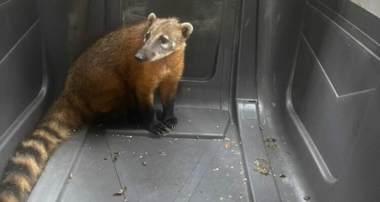 Rescatan a coatí que apareció en plena vía pública del sector norte de Antofagasta
