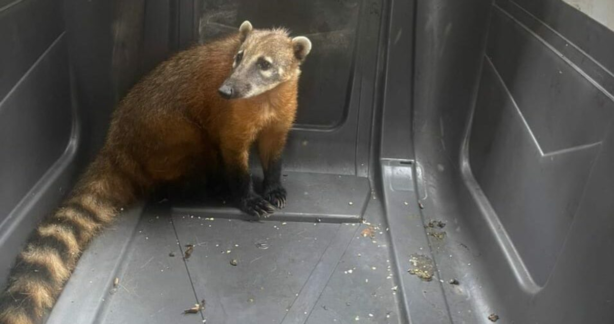 Rescatan a coatí que apareció en plena vía pública del sector norte de Antofagasta