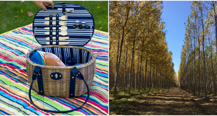 Dos compañías chilenas son certificadas internacionalmente como libres de deforestación