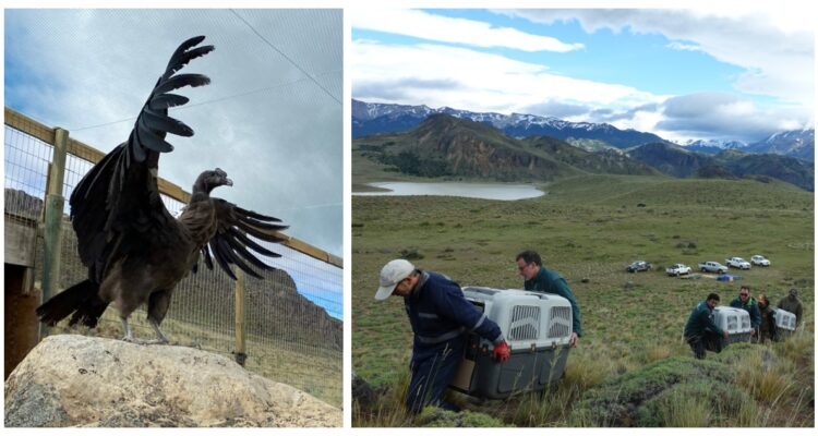 Cuatro cóndores andinos fueron puestos este jueves en libertad en el marco de un ambicioso programa, denominado ‘Proyecto Manku’.