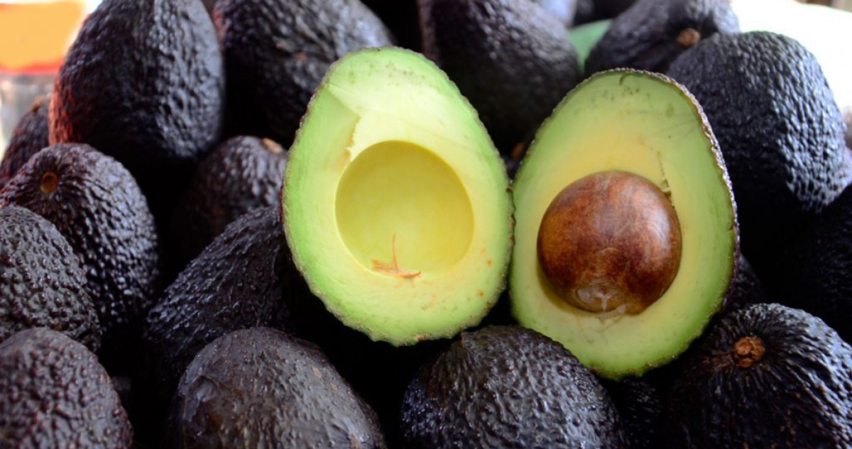 Palta en Chile