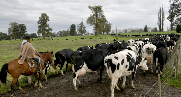 Preocupación por aumento de faenamiento ilegal en Puyehue: abigeato incrementó más de 14%