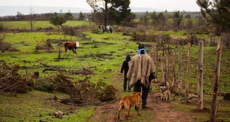 Pugna por predio en comunidad mapuche de Galvarino: denuncian que familia pretende quedarse con todo