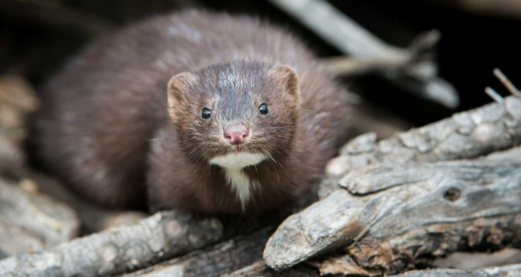 Visón genera pánico en granja de Puerto Varas: aseguran que ha matado 45 animales del predio