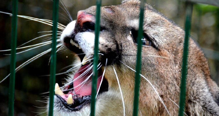 Fotografía detalle de una cría de puma