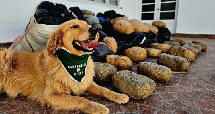 Perro policial sonriendo junto a la droga incautada tras fructífero operativo policial.