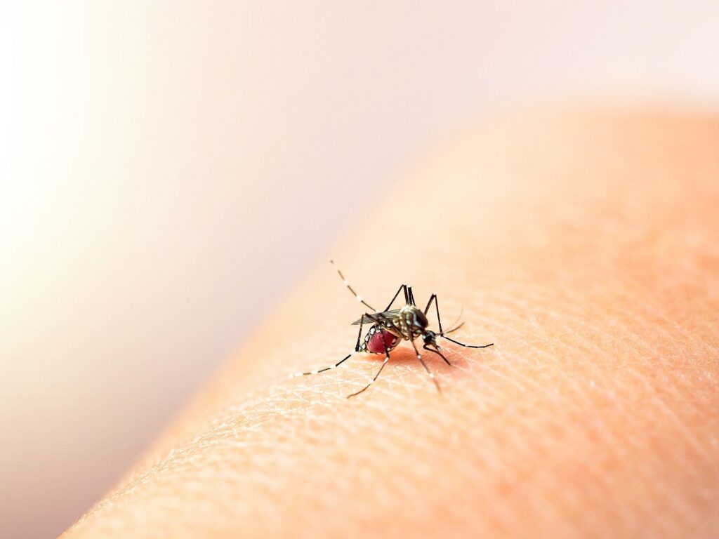 "Epidemia": Decretan estado de emergencia en Río de Janeiro ante alarmante alza en casos de dengue