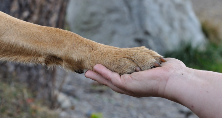 denuncia maltrato animal Porvenir