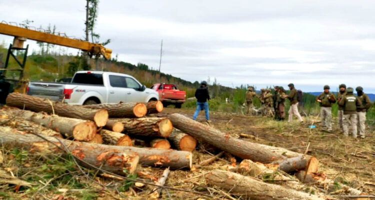Detienen a 9 personas, entre ellos dos menores, por robo de madera en Ercilla: 3 camionetas incautadas