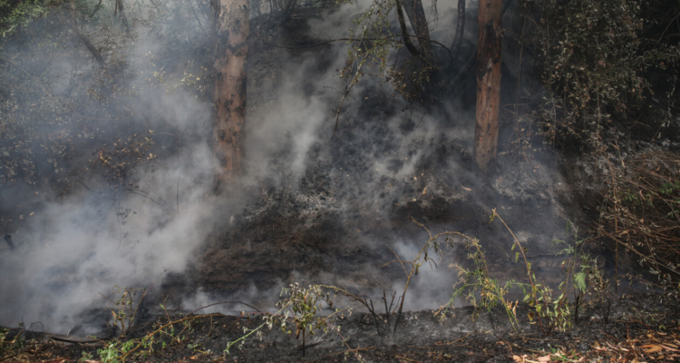 Detienen a individuo sorprendido prendiendo fuego en el cerro Culitrin