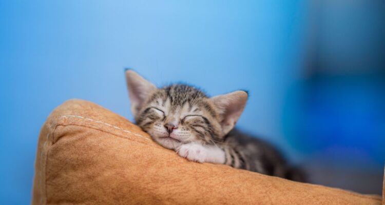 Por qué el Día Mundial del Gato se celebra tres veces al año, cuál es el verdadero día internacional de los gatos en el mundo y por qué se celebran.